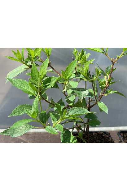 Гортензия Диамантино темно-зеленые листья